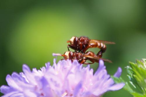 Réf. 236 881 : Sicus ferrugineus